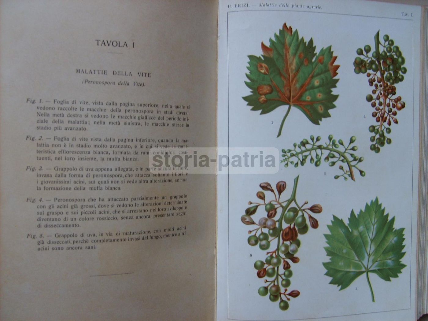 Malattie Delle Piante Agrarie. Manuale Atlante Con XLVIII Tavole A Colori. Ugo Brizi, 1919