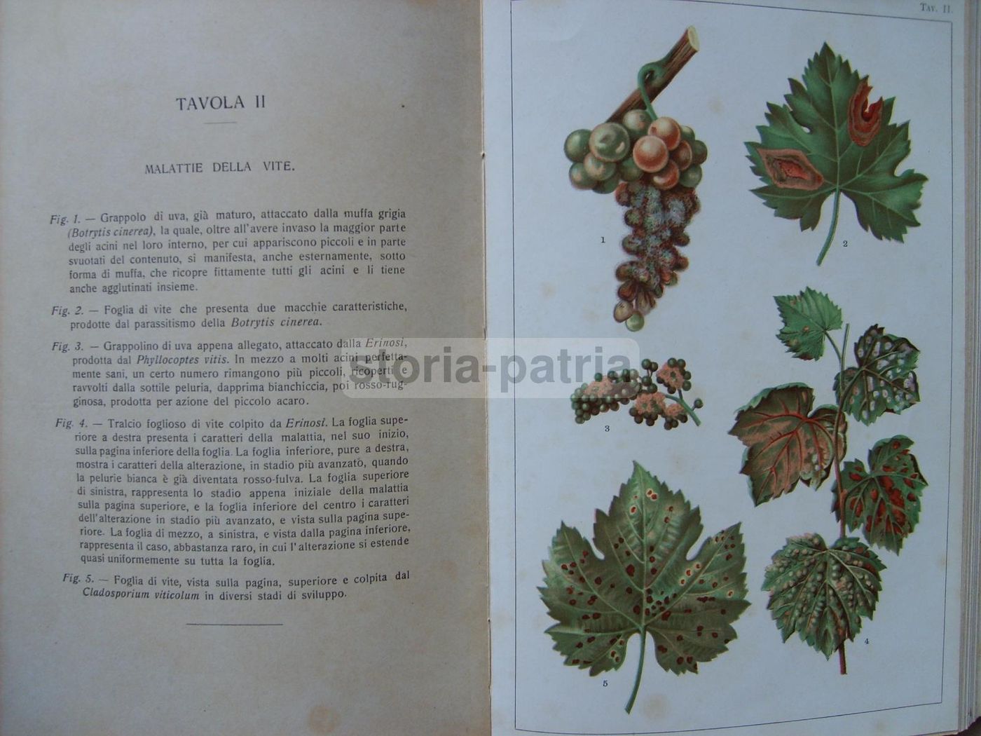Malattie Delle Piante Agrarie. Manuale Atlante Con XLVIII Tavole A Colori. Ugo Brizi, 1919