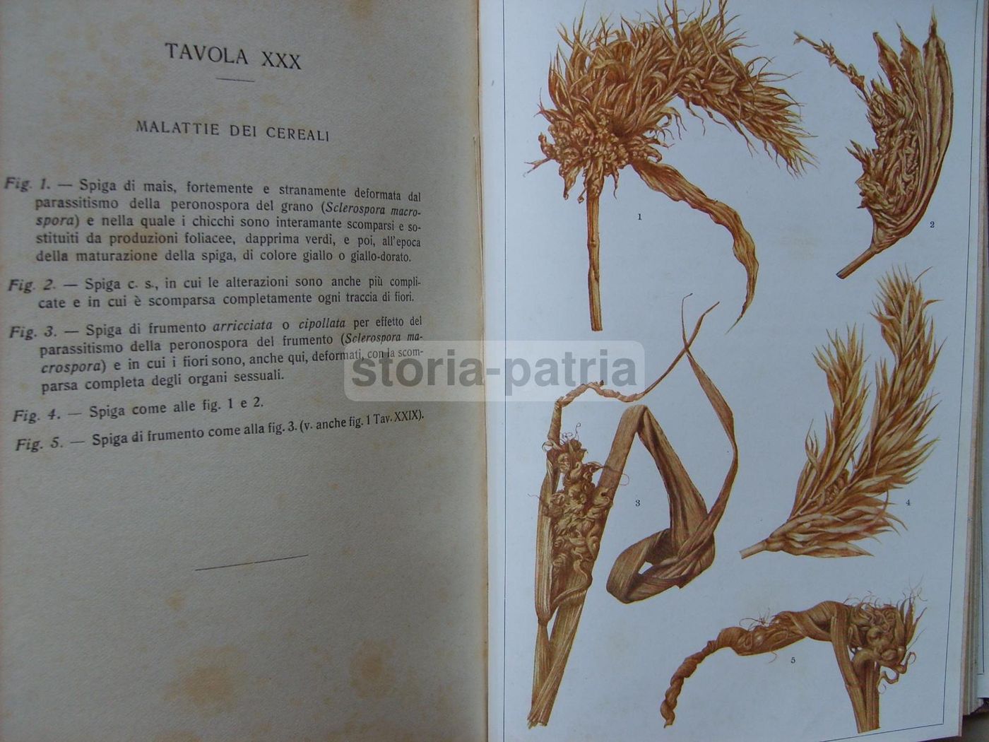 Malattie Delle Piante Agrarie. Manuale Atlante Con XLVIII Tavole A Colori. Ugo Brizi, 1919