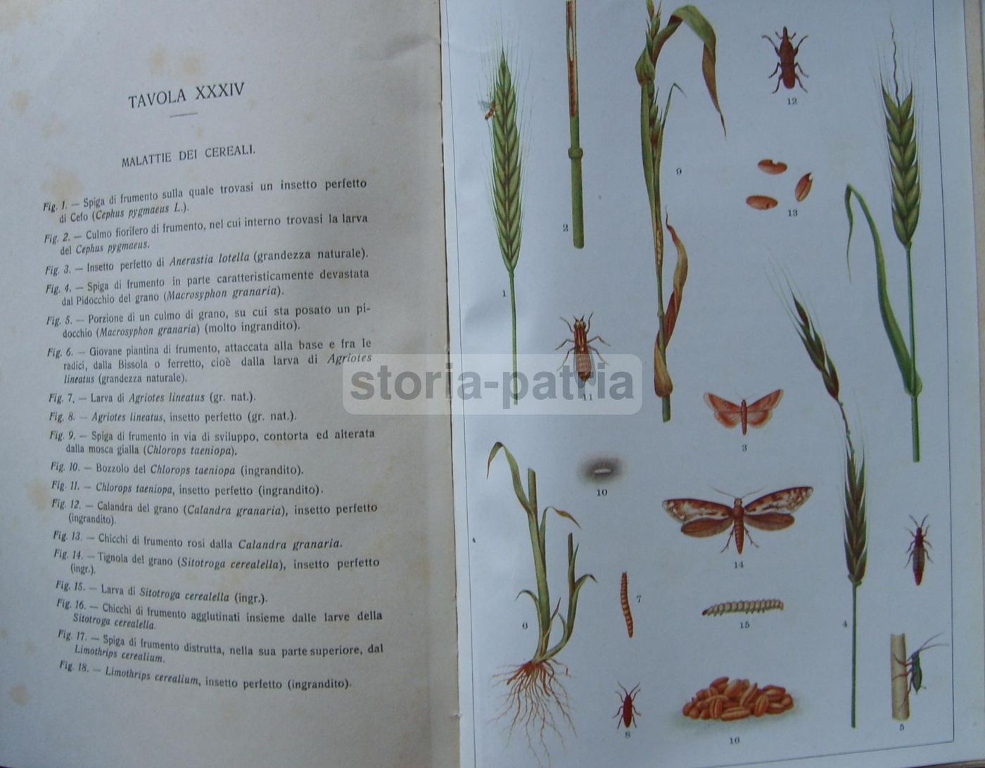 Malattie Delle Piante Agrarie. Manuale Atlante Con XLVIII Tavole A Colori. Ugo Brizi, 1919