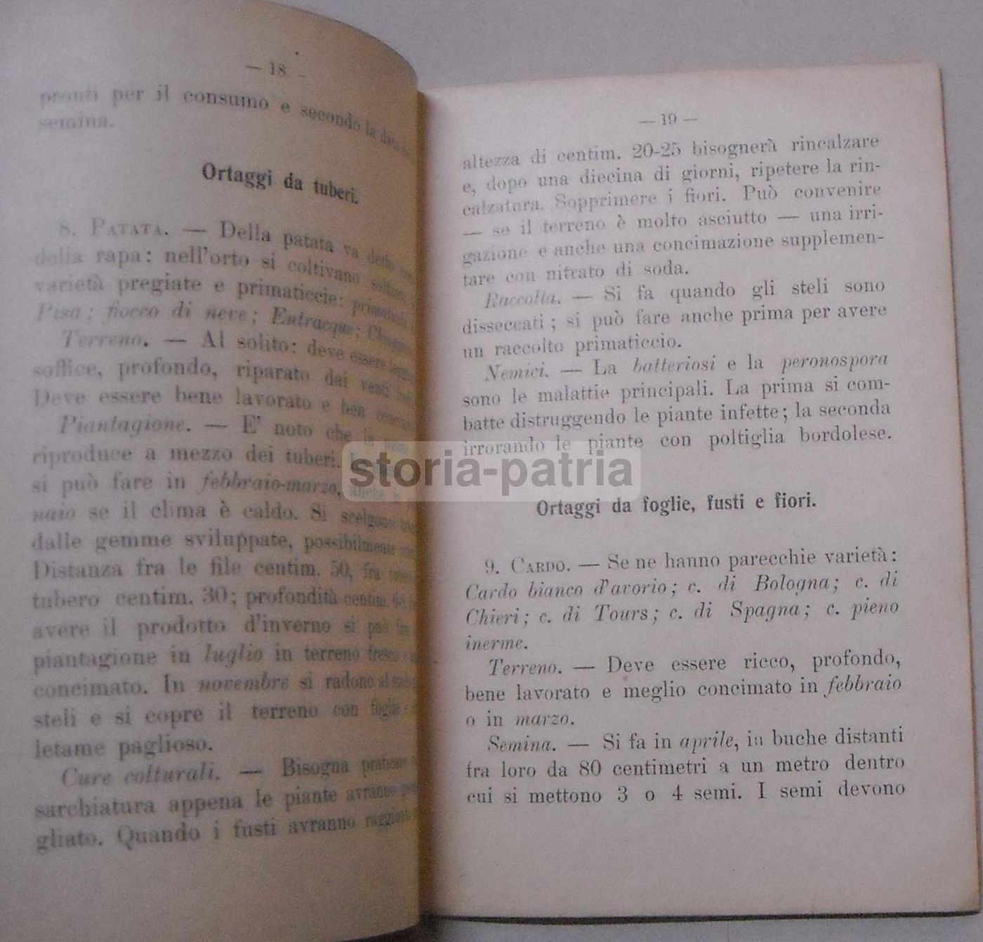 Piante Da Orto: O. Gorni (1911). Agricoltura E Orticoltura, Cassone