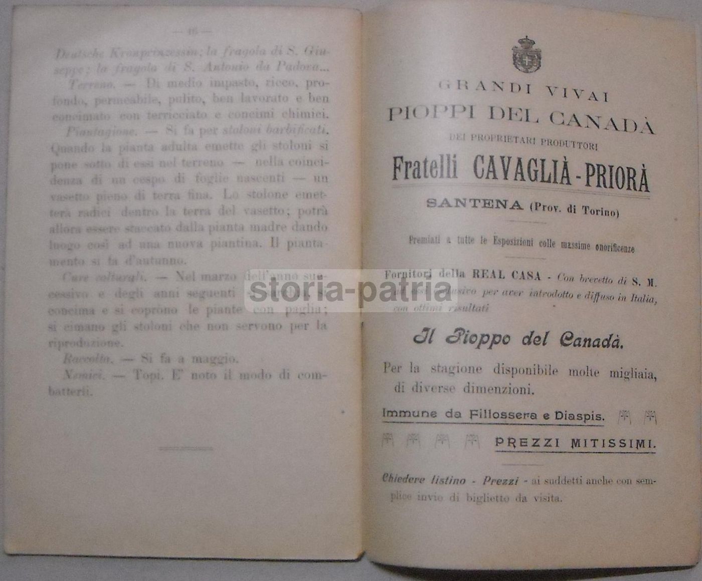 Piante Da Orto: O. Gorni (1911). Agricoltura E Orticoltura, Cassone