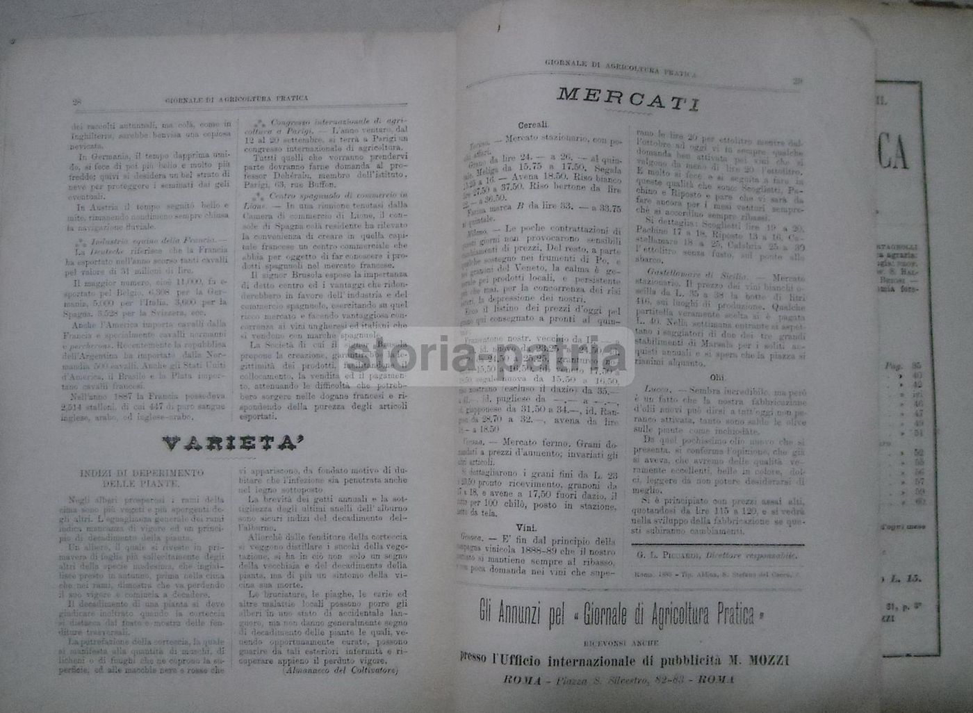 Giornale Di Agricoltura Pratica (Roma, 1889)   Enologia, Zootecnia E Agraria