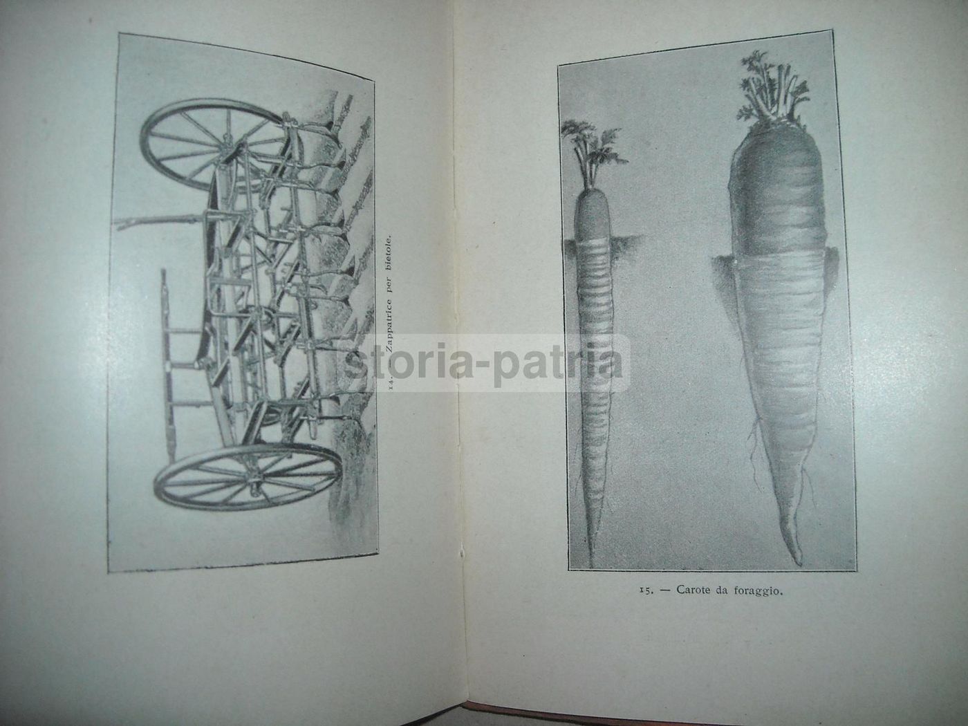 Piante Foraggere Da Erbaio E Da Tubero   Edoardo Bassi   Paravia, 1926