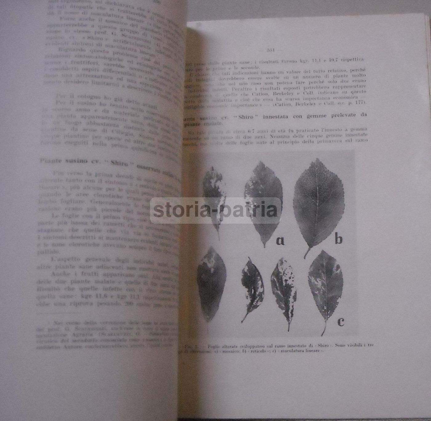 Rivista Della Ortoflorofrutticoltura Italiana 1955 (Firenze): Ananas, Piselli E Agricoltura