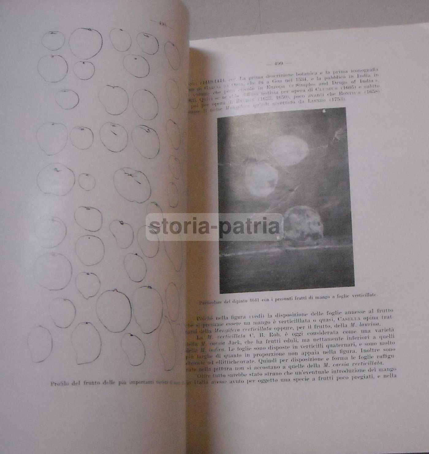 Rivista Della Ortoflorofrutticoltura Italiana 1955 (Firenze): Ananas, Piselli E Agricoltura