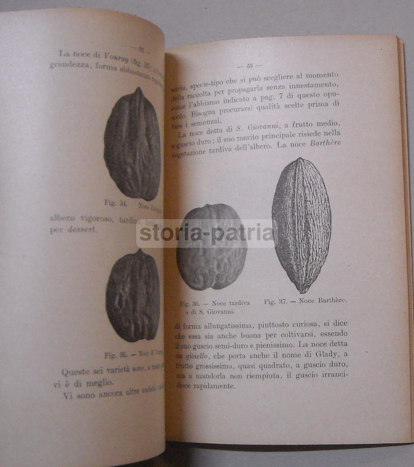 Il Noce Di Peneveyre 1912 Manuale Agricoltura Coltivazione Noce