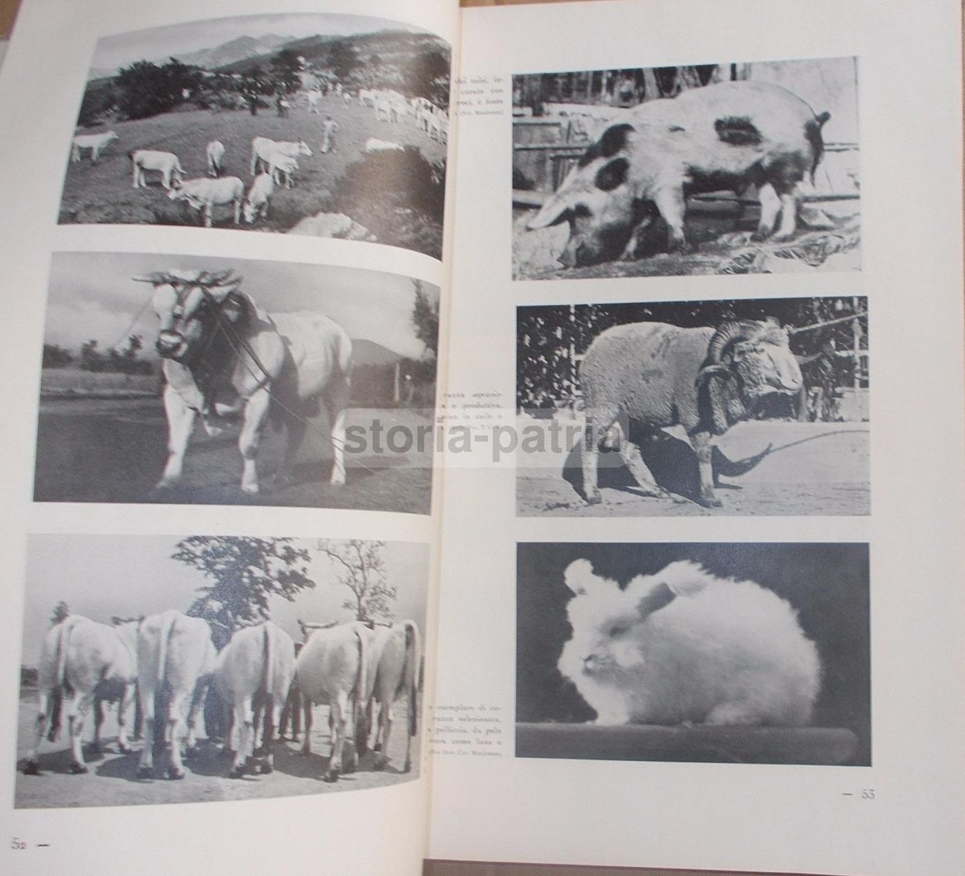 Il Volto Agricolo d'Italia. Marescalchi, TCI, 1936 1938 (2 Volumi)