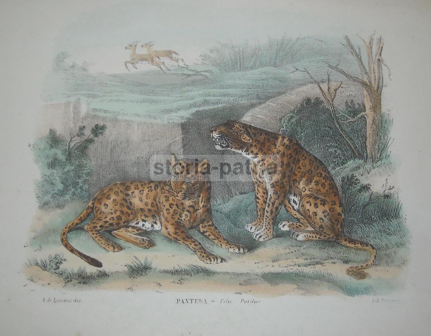 Litografia Antica Con Pantere A Colori, Petraroja E Di Lorenzo, XIX Secolo