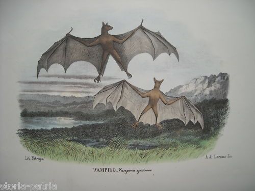 Litografia Napoletana Vampiro Petraroja Di Lorenzo 800 Originale