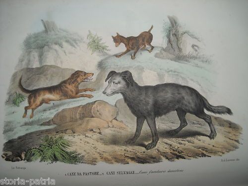 Litografia Napoletana, Cane Pastore E Cani Selvaggi, Petraroja Di Lorenzo, XIX Secolo