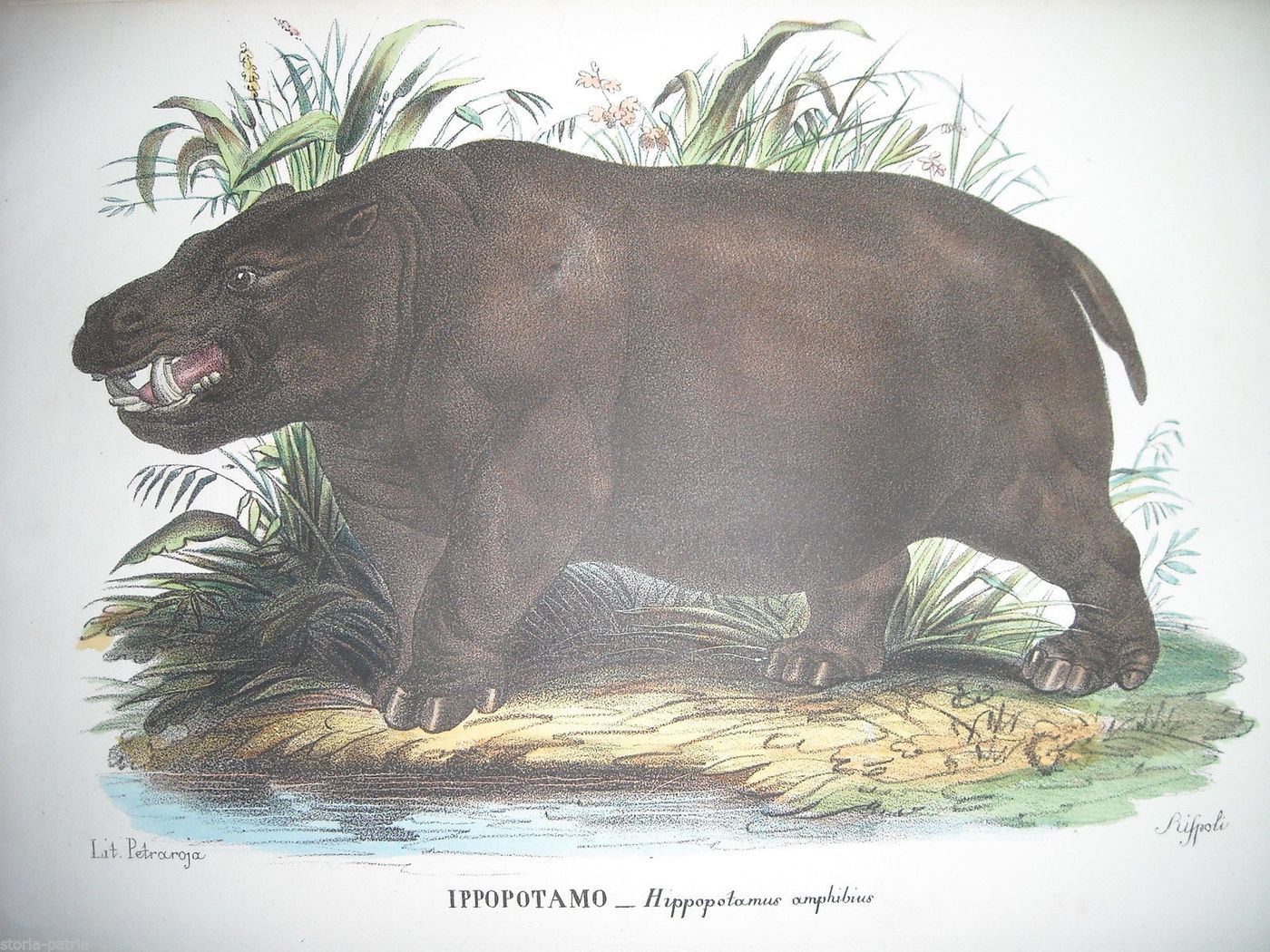 Litografia Antica Napoletana: Ippopotamo, Petraroja E Rispoli, XIX Secolo
