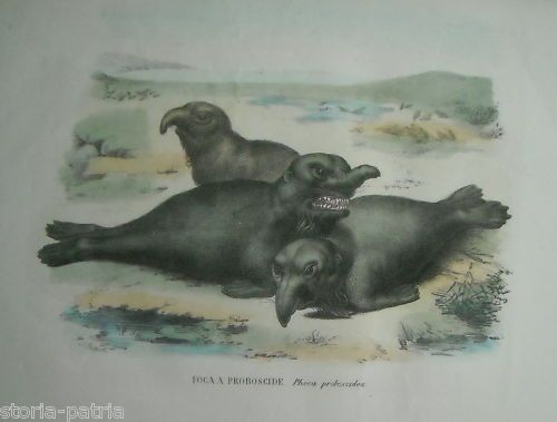 Antica Litografia Napoletana: Foca A Proboscide, Rispoli E Petraroja