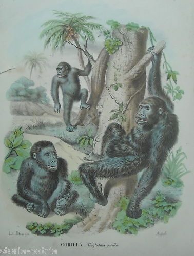 Litografia Napoletana Con Gorilla Di Rispoli E Petraroja, XIX Secolo