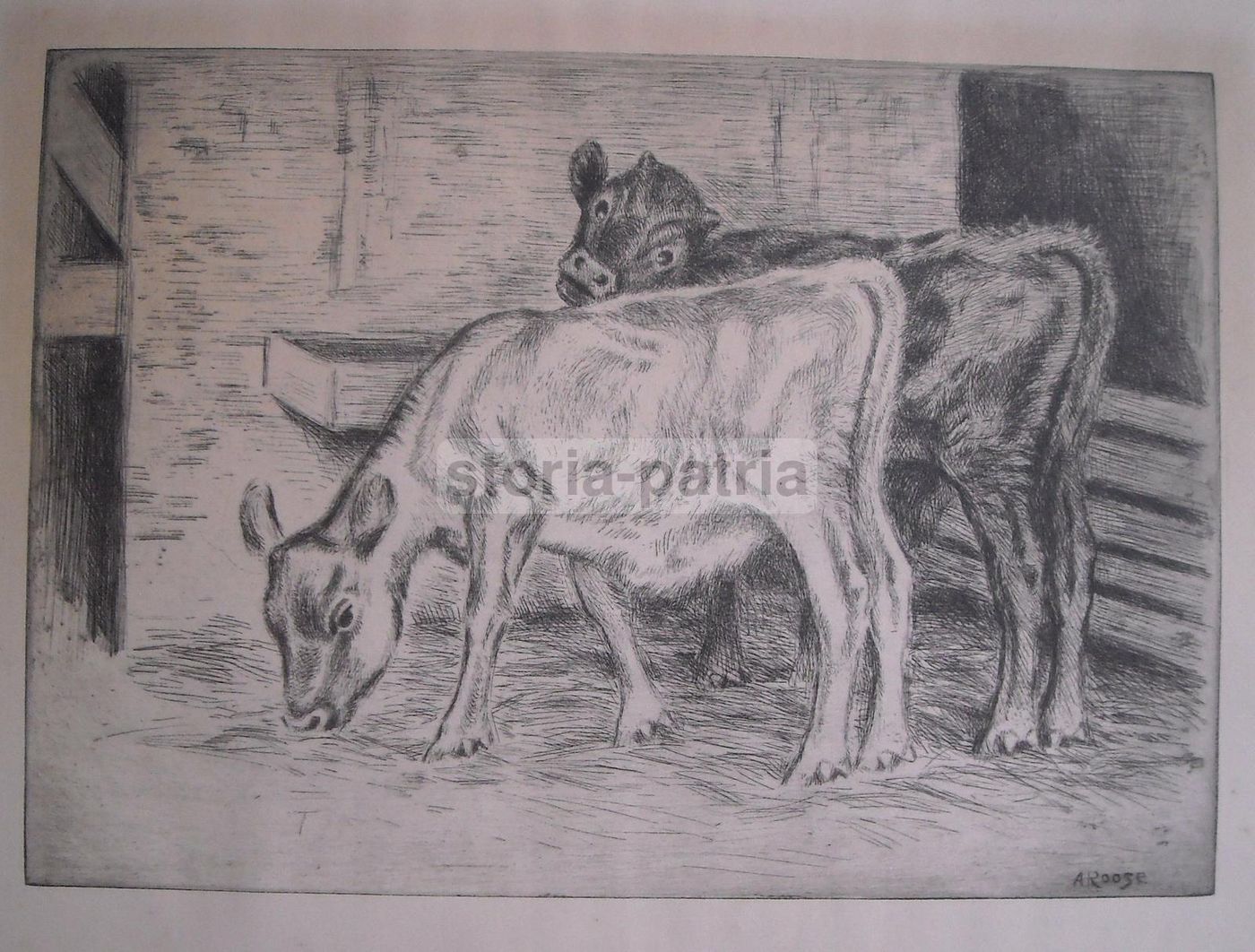 Incisione Antica Stalla Con Bovini A. Roose Acquaforte 1900