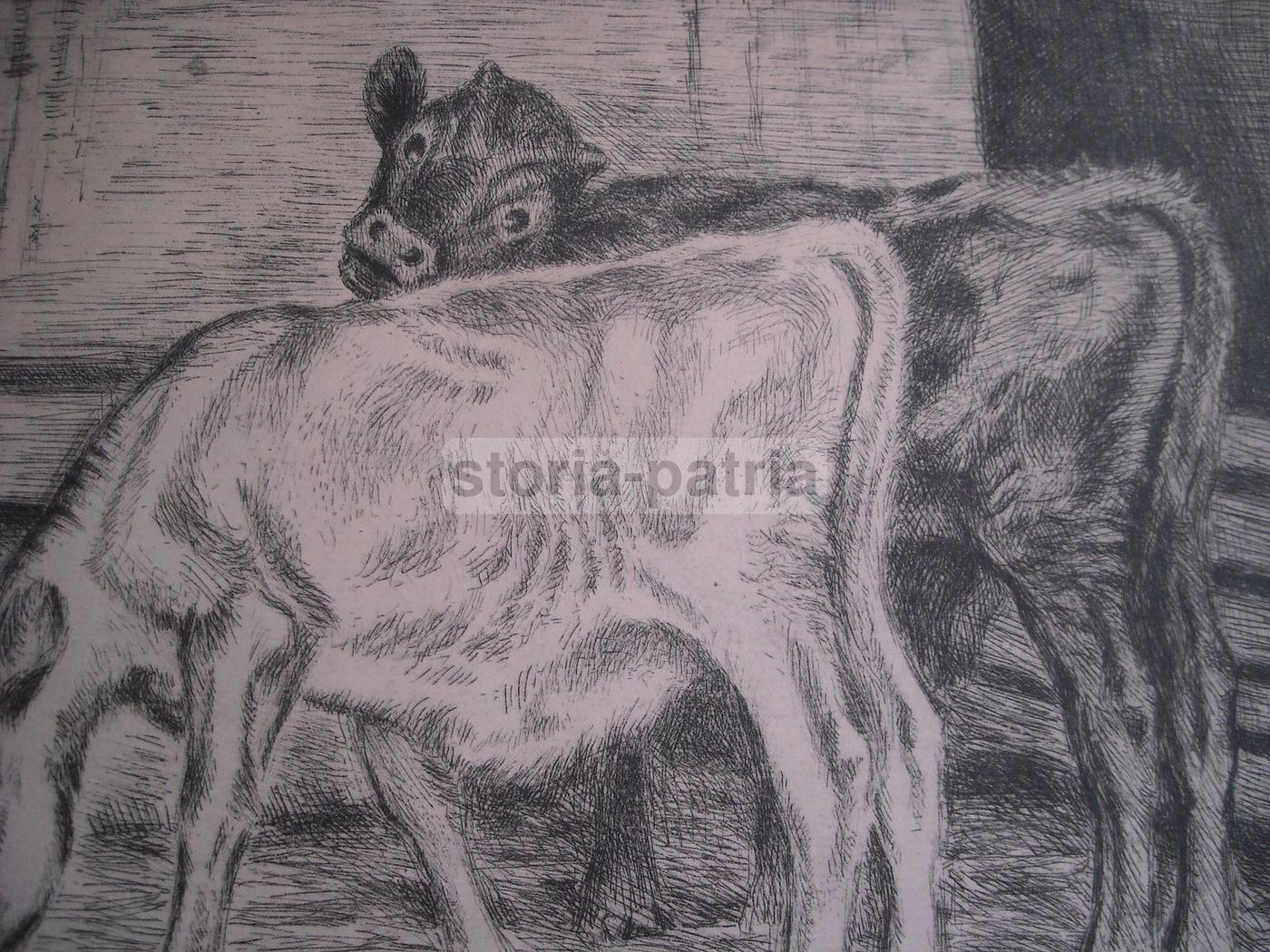 Incisione Antica Stalla Con Bovini A. Roose Acquaforte 1900