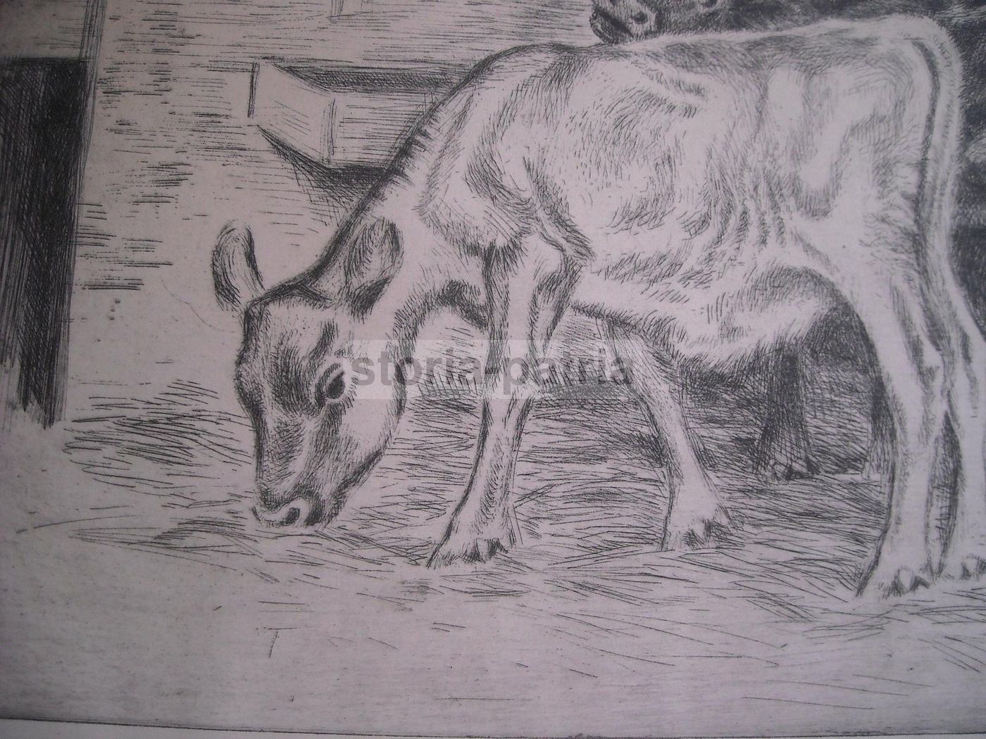 Incisione Antica Stalla Con Bovini A. Roose Acquaforte 1900