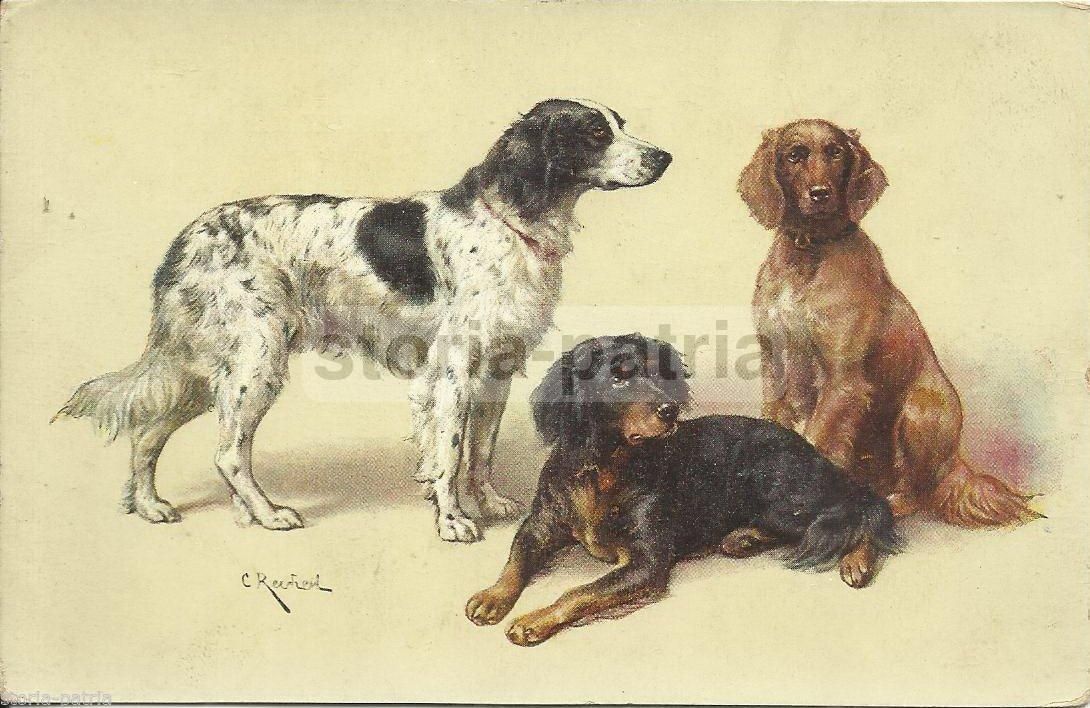 Cartolina Antica Raffigurante Tre Cani Da Caccia, Carl Reichert, Tuck & Sons, 1920 1930