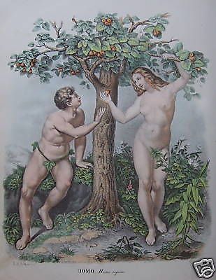 Antica Litografia Del Paradiso Terrestre: La Tentazione E La Mela, XIX Secolo
