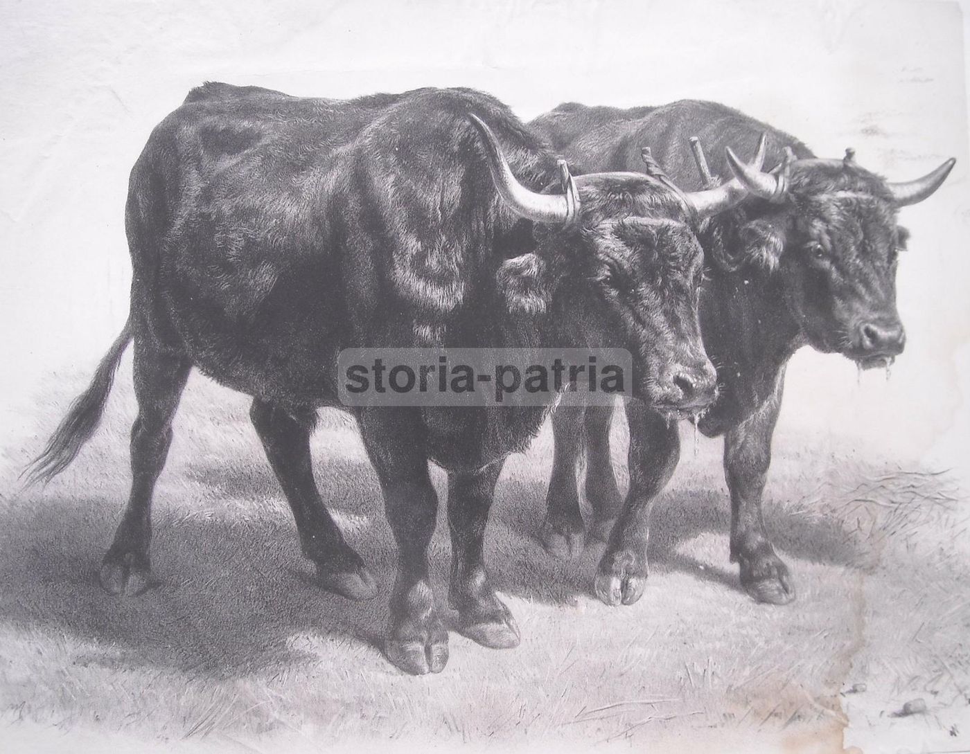 Litografia Antica Rosa Bonheur: Boeuf Du Cantal, Lemercier Peyrol