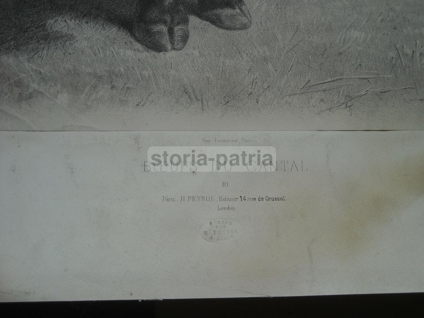 Litografia Antica Rosa Bonheur: Boeuf Du Cantal, Lemercier Peyrol