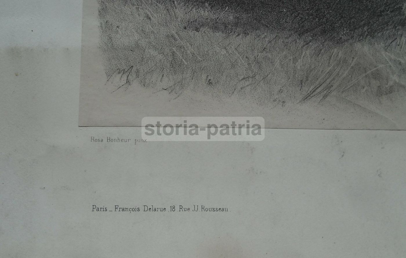 Litografia Antica Rosa Bonheur: Boeuf Du Cantal, Lemercier Peyrol