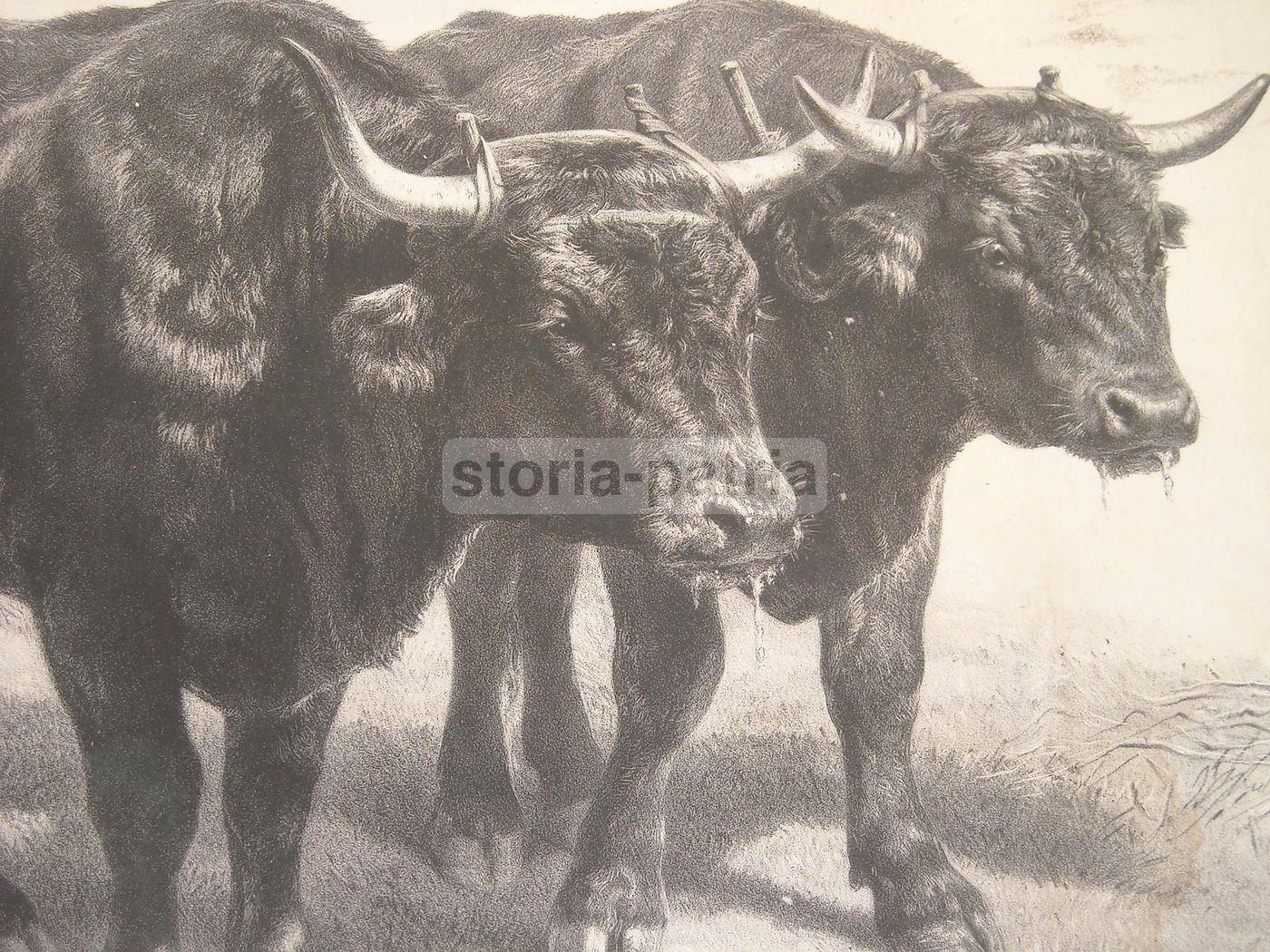 Litografia Antica Rosa Bonheur: Boeuf Du Cantal, Lemercier Peyrol