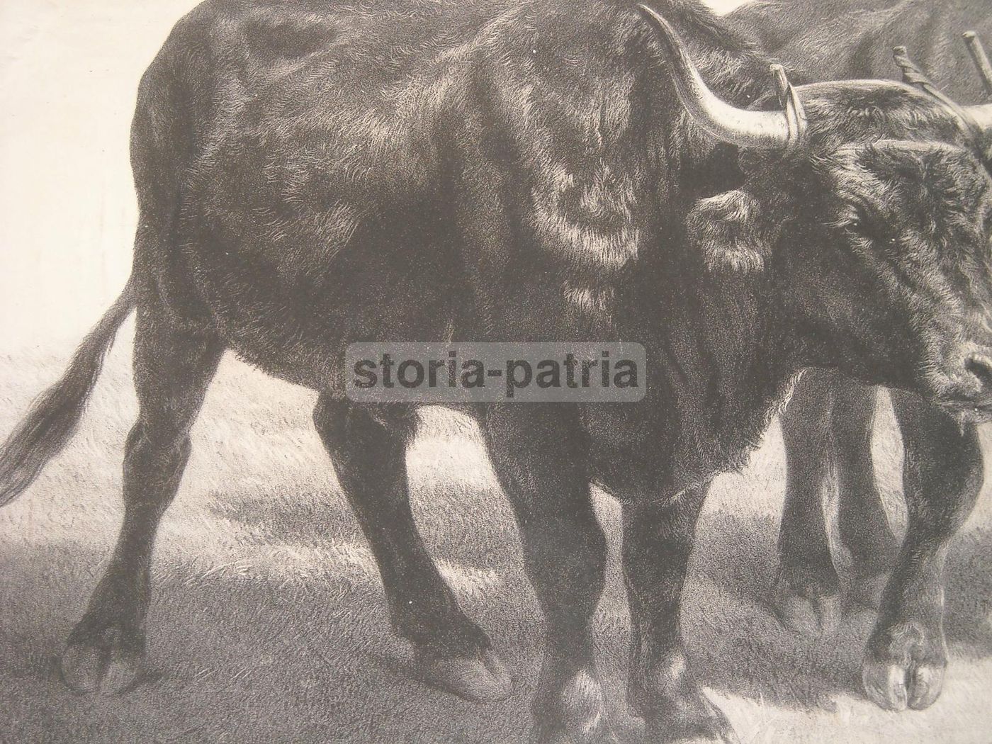 Litografia Antica Rosa Bonheur: Boeuf Du Cantal, Lemercier Peyrol