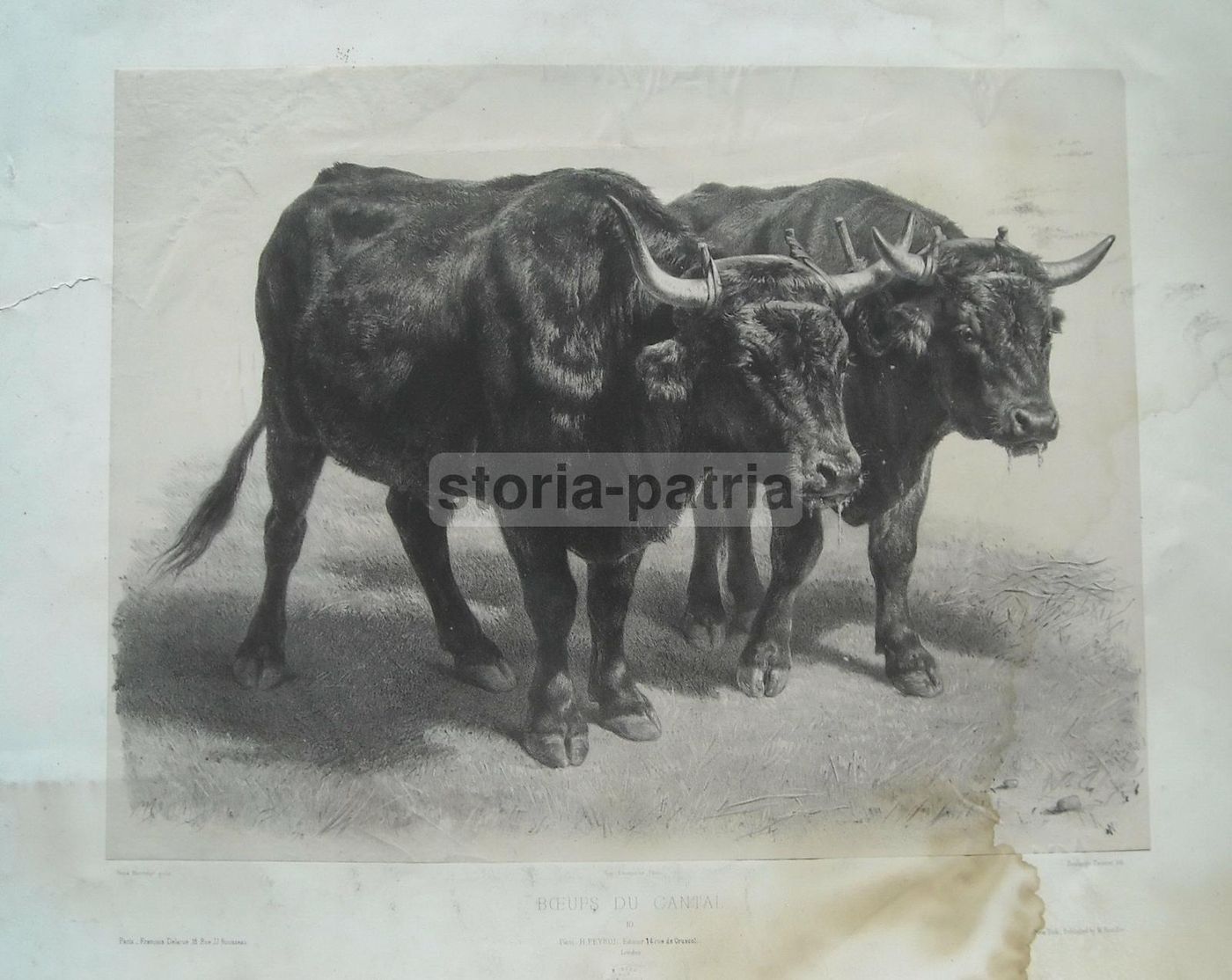 Litografia Antica Rosa Bonheur: Boeuf Du Cantal, Lemercier Peyrol