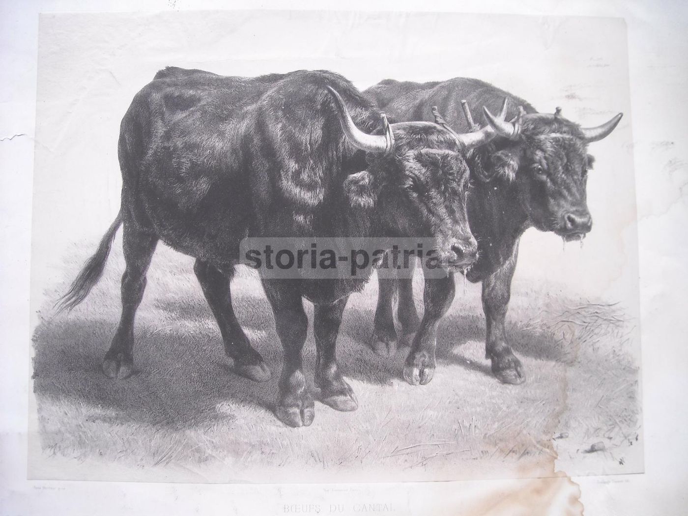 Litografia Antica Rosa Bonheur: Boeuf Du Cantal, Lemercier Peyrol