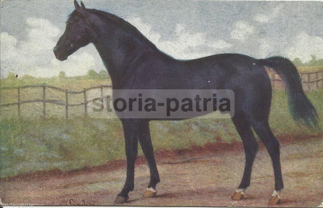 Cartolina Antica Raffigurante Un Cavallo Di Razza Lanza, Anni '20 '30