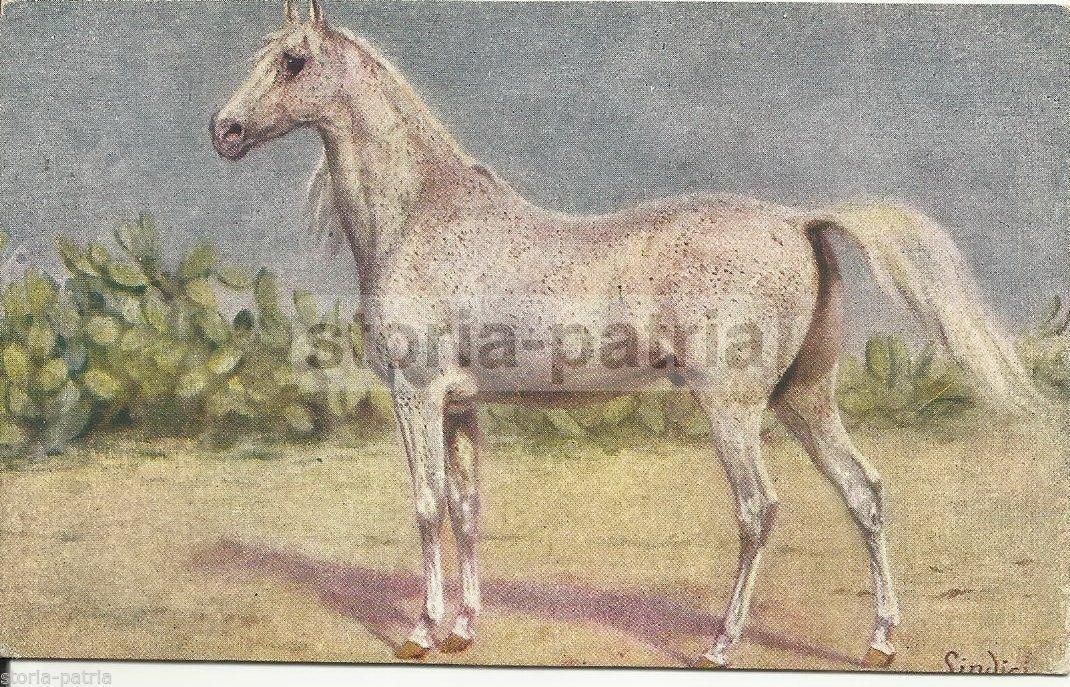 Cartolina Illustrata Con Cavallo Pezzato E Fichi d'India, Anni '20 '30