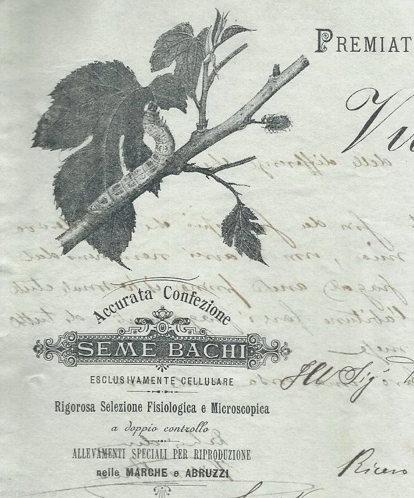 Vittorio Rocca Silkworm Farming, Milan 1900: Antique Advertisement and Letterhead