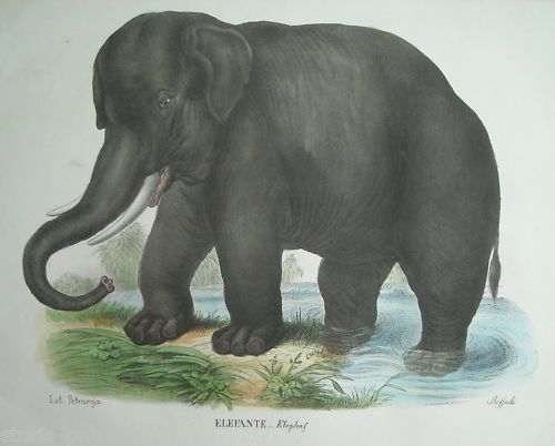 Litografia Antica Elefante Rispoli Petraroja Napoli 1850