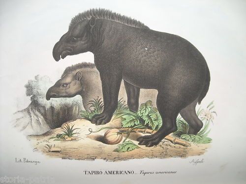 Litografia Napoletana Tapiro Americano Petraroja Rispoli 800