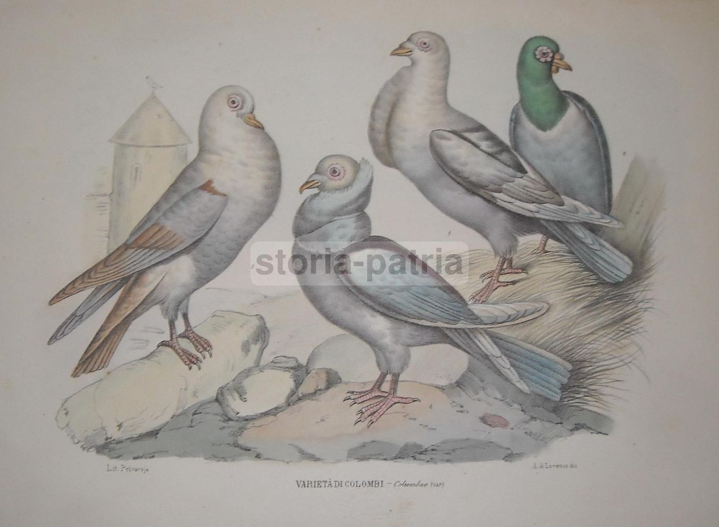 Antica Litografia Colombi Petraroja Napoli 1800 Originale A Colori