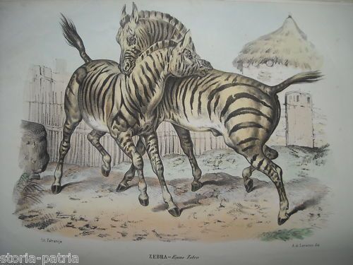 Zebra (Equus Zebra). Litografia Napoletana A Colori Di Petraroja E Di Lorenzo, XIX Secolo.