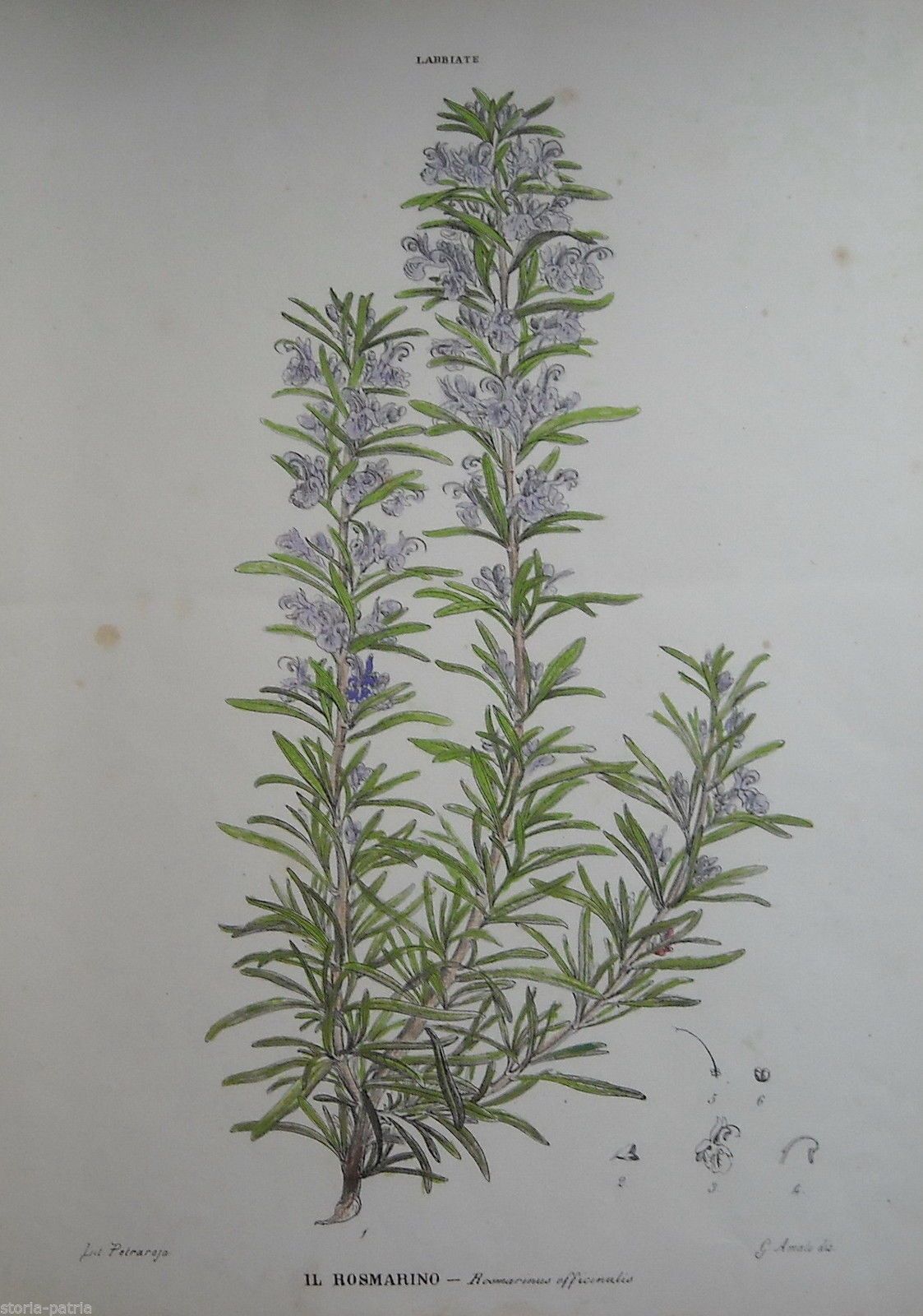 Litografia Antica Rosmarino Petraroja, XIX Secolo, Botanica