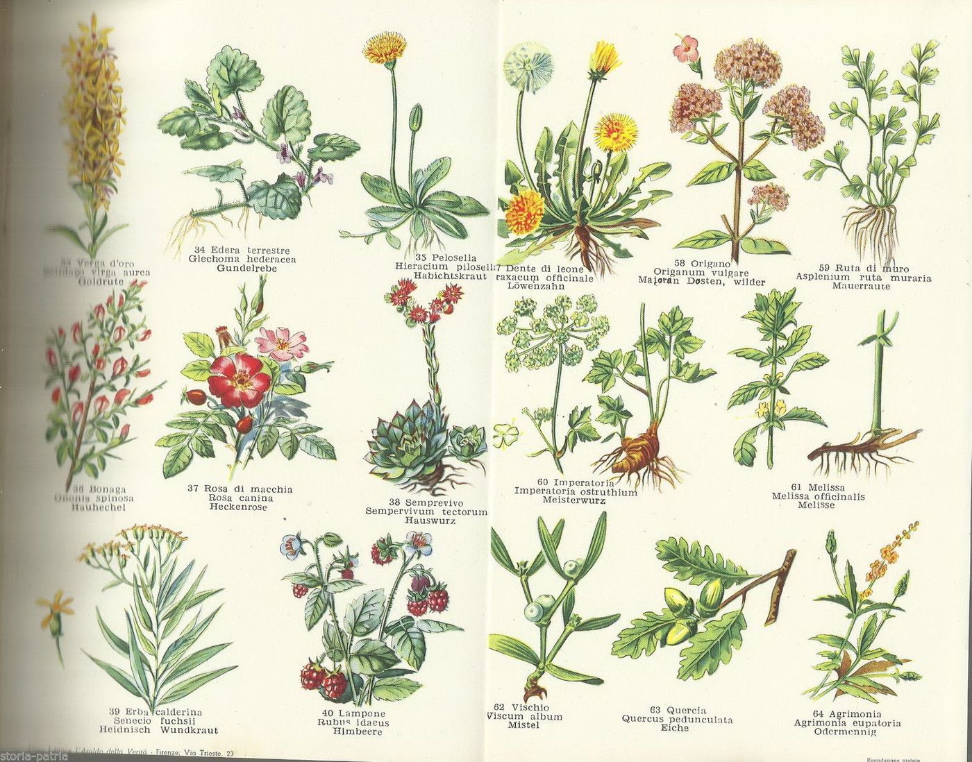 Erbe E Salute Di S. Sincovich, 1958 Con Tavole Illustrate A Colori