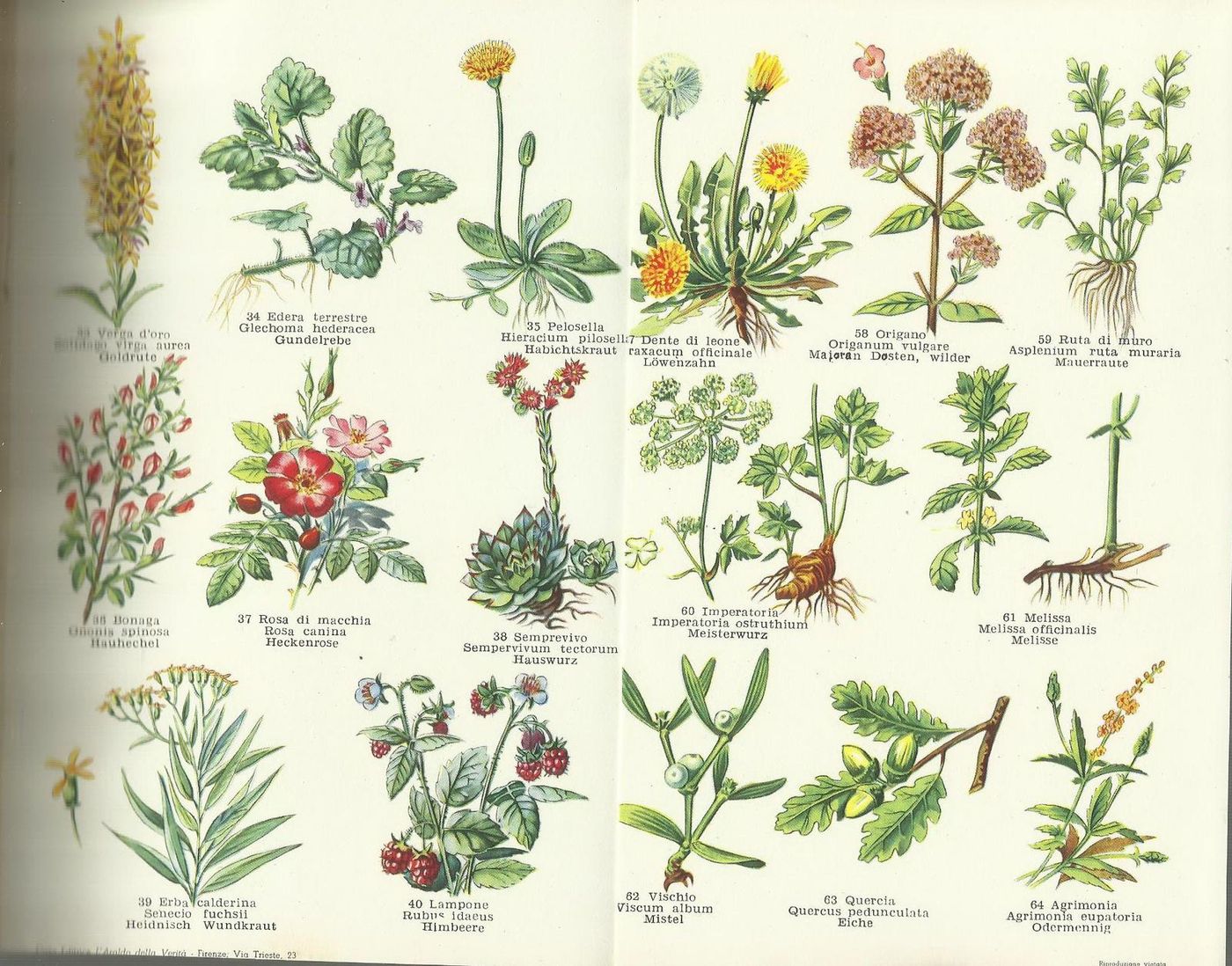 Erbe E Salute Di S. Sincovich, 1958 Con Tavole Illustrate A Colori