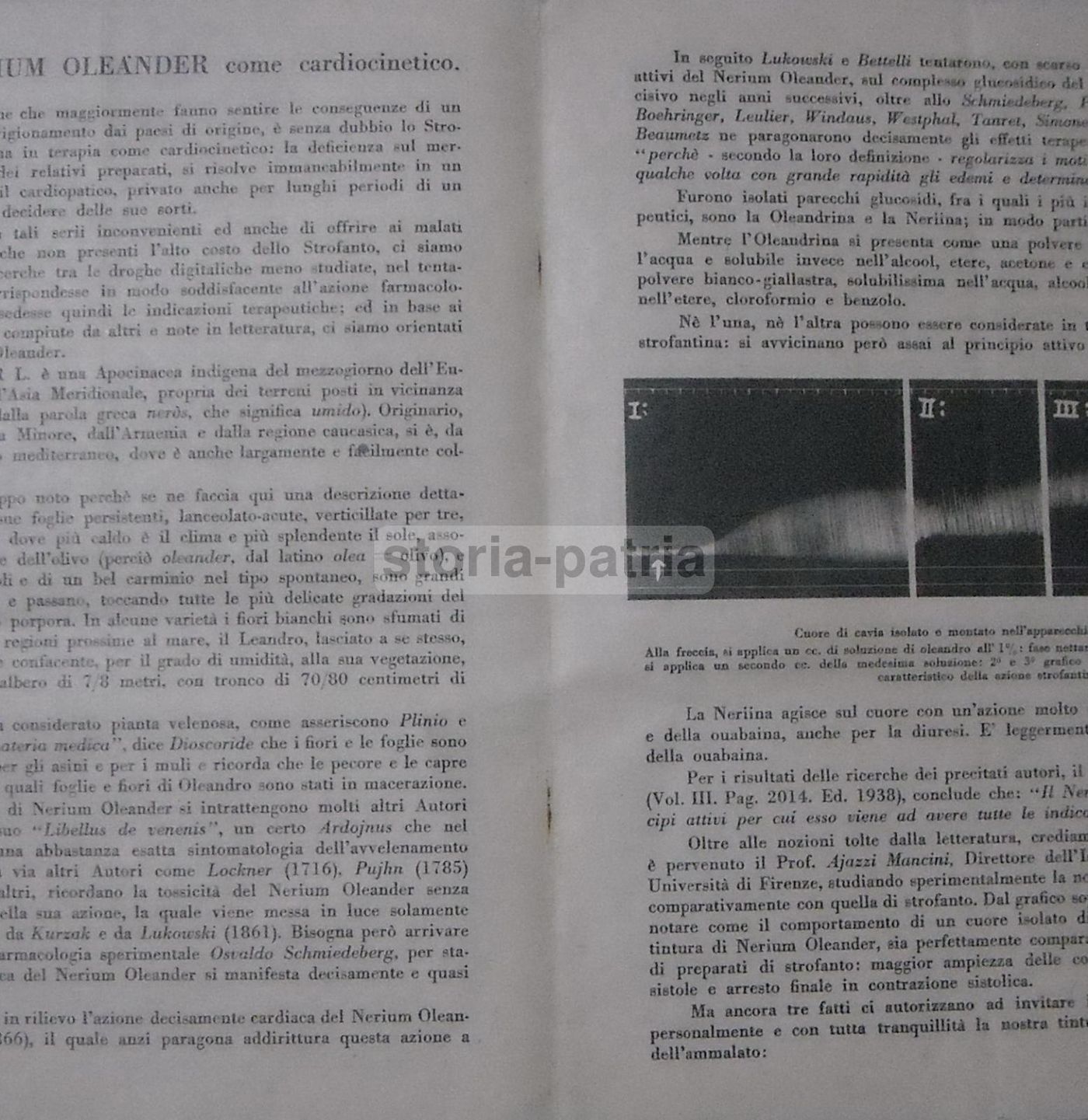 Tintura Nerium Oleander Cardiocinetico Inverni Della Beffa 1950