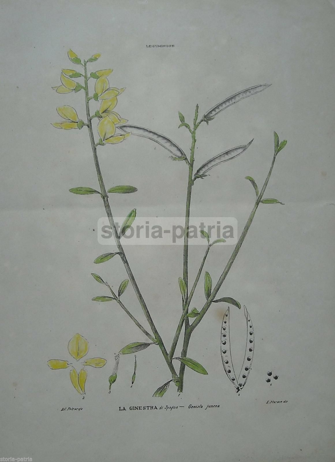 Antica Litografia Botanica: Ginestra Di Spagna, Starace E Petraroja