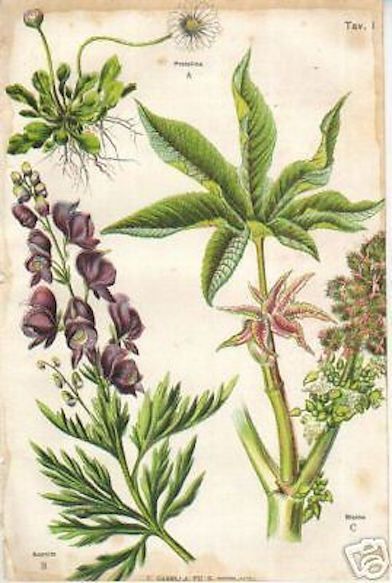 Stampa Botanica Antica: Pratolina, Acconito, Ricino   Casella, Napoli