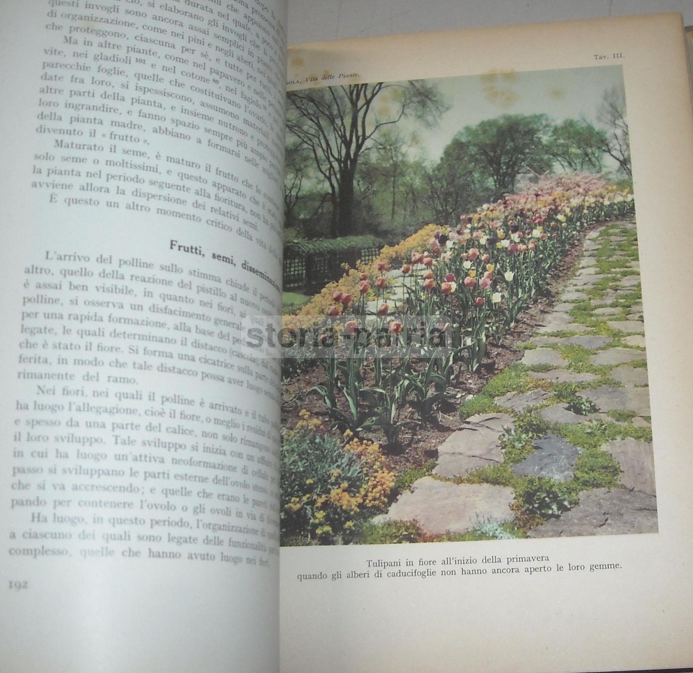 La Vita Delle Piante Di Giuseppe Gola Utet 1951 Botanica Illustrata