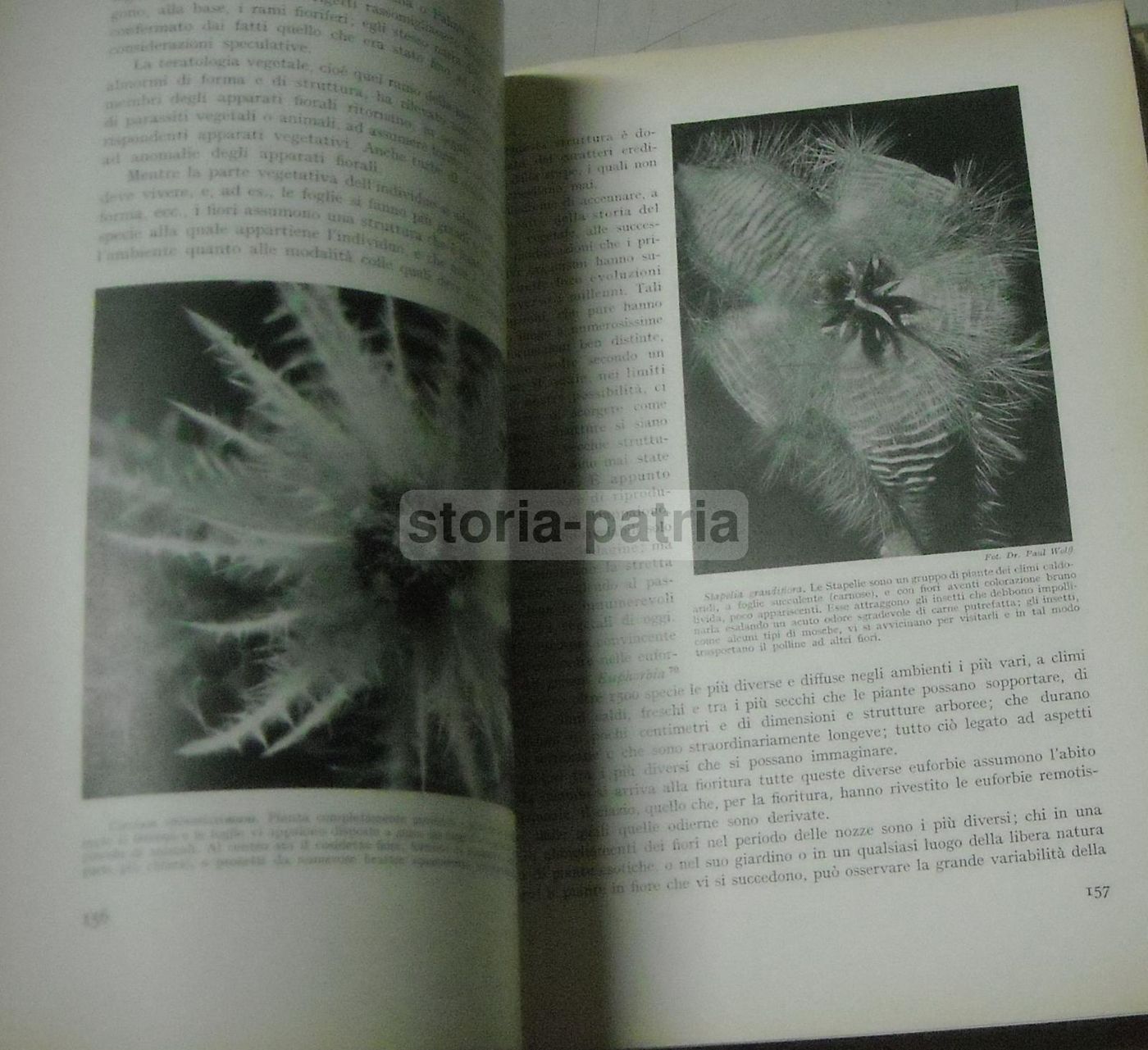 La Vita Delle Piante Di Giuseppe Gola Utet 1951 Botanica Illustrata
