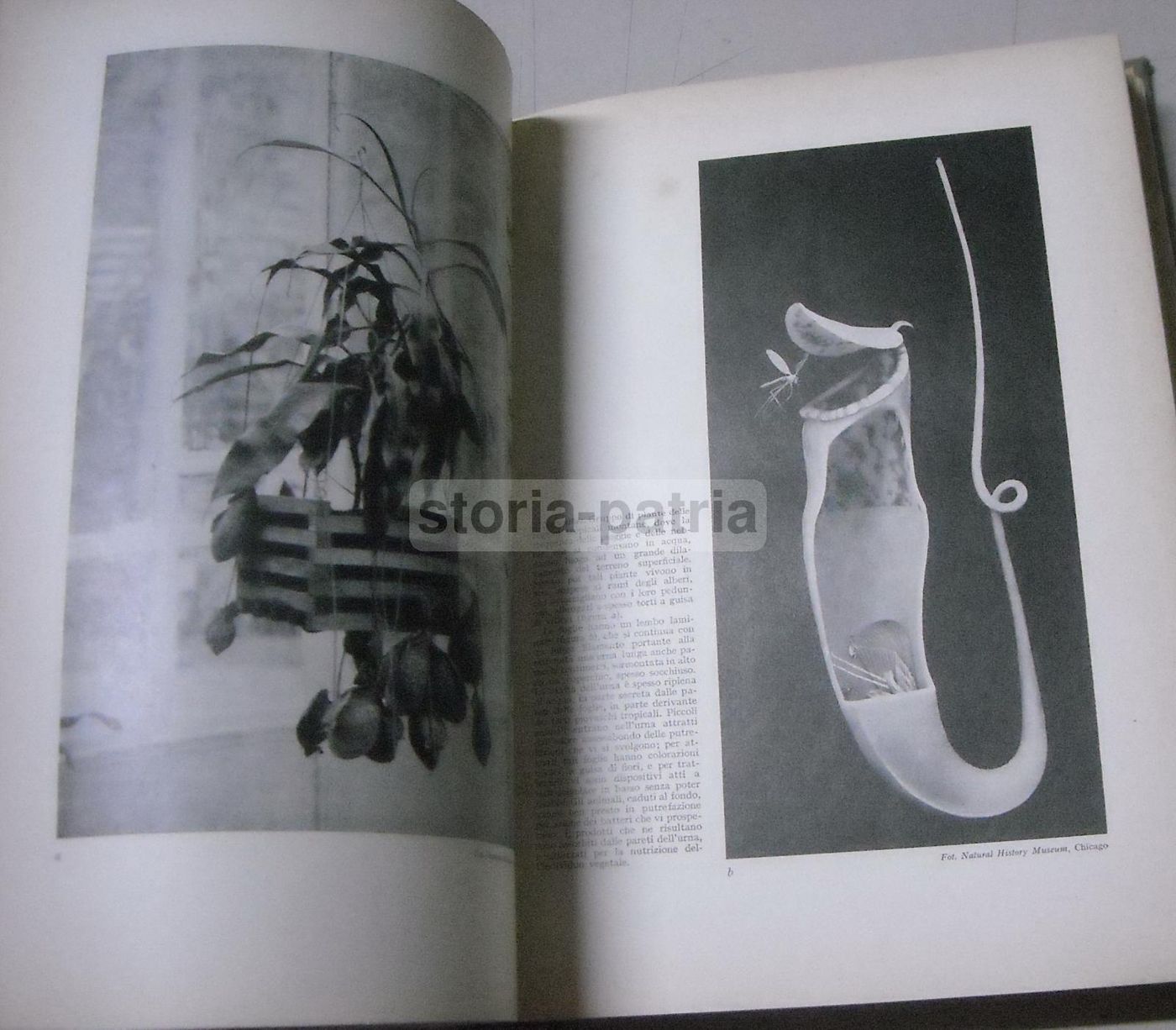 La Vita Delle Piante Di Giuseppe Gola Utet 1951 Botanica Illustrata
