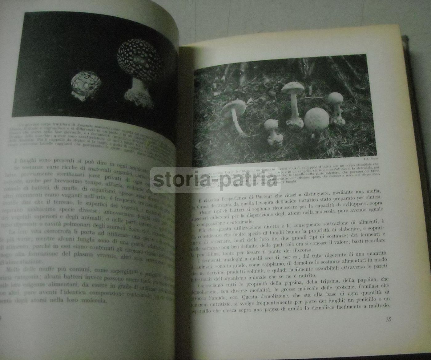 La Vita Delle Piante Di Giuseppe Gola Utet 1951 Botanica Illustrata