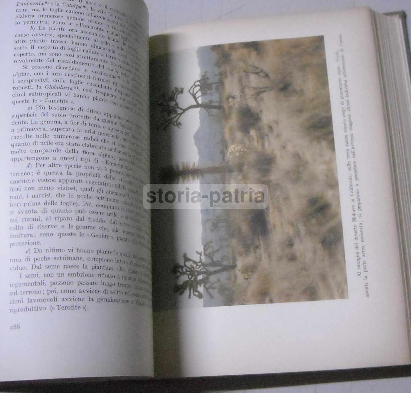 La Vita Delle Piante Di Giuseppe Gola Utet 1951 Botanica Illustrata