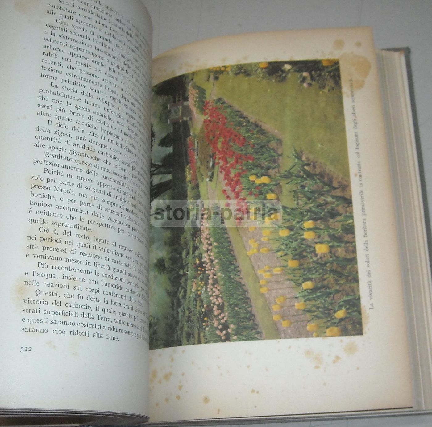 La Vita Delle Piante Di Giuseppe Gola Utet 1951 Botanica Illustrata