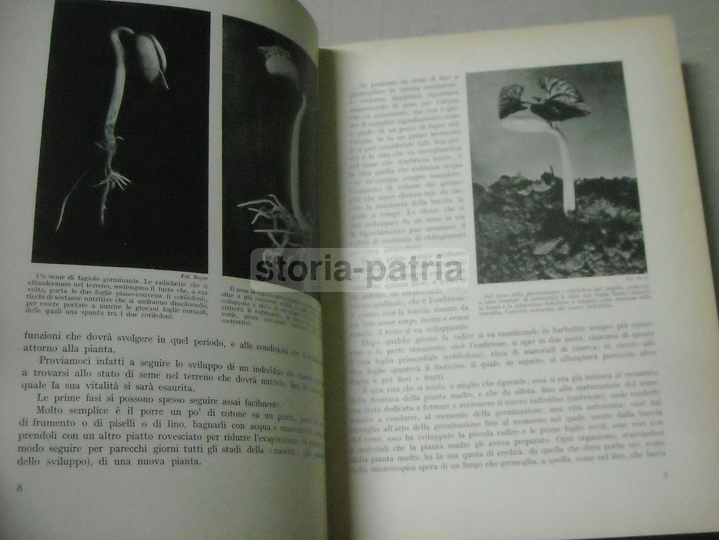La Vita Delle Piante Di Giuseppe Gola Utet 1951 Botanica Illustrata